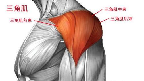 打三角肌收費多（duō）少錢?三角肌注射原（yuán）理,效果一並分享給你!