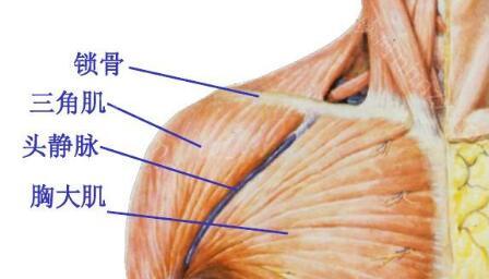 打（dǎ）三角肌（jī）收費多少錢（qián）?三角肌注射原理,效果一並分享給你!